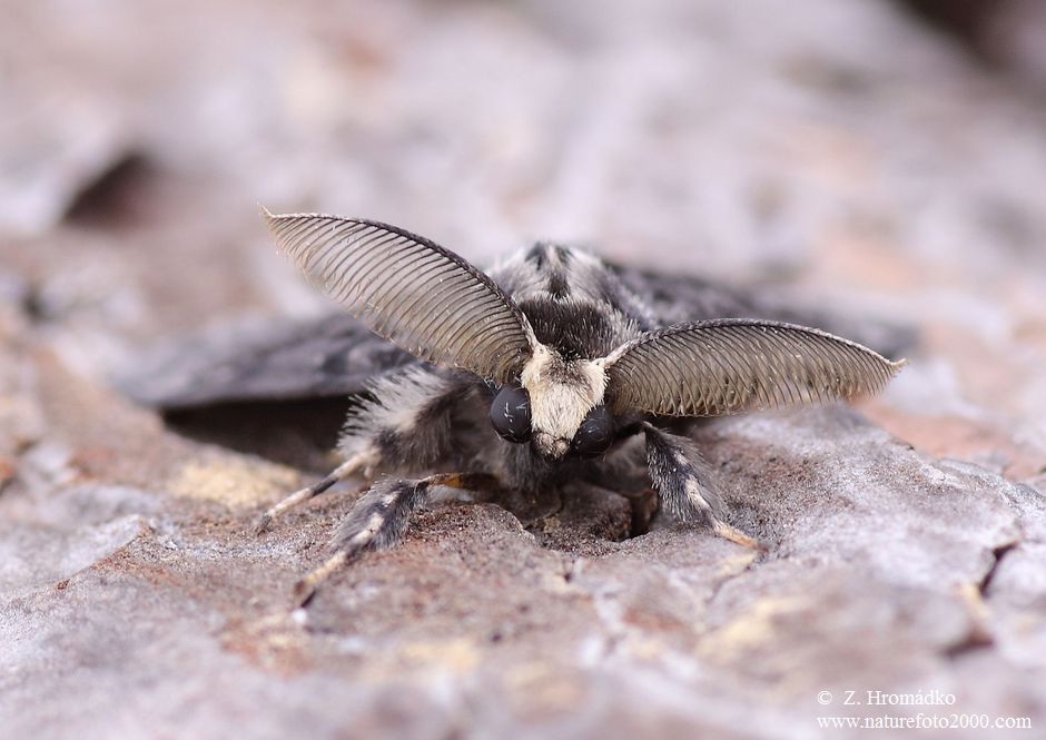 bekyně mniška, Lymantria monacha (Linnaeus, 1758) (Motýli, Lepidoptera)
